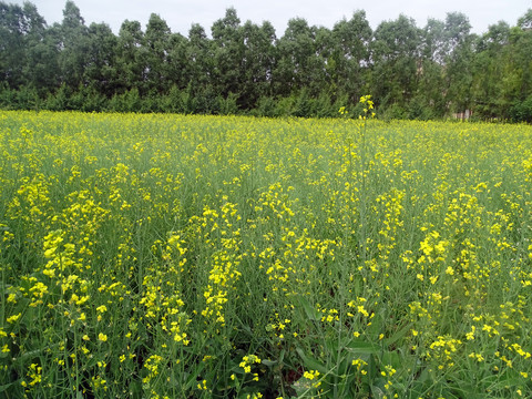 油菜花