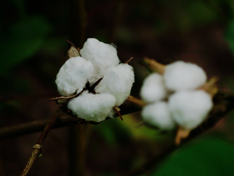 棉花