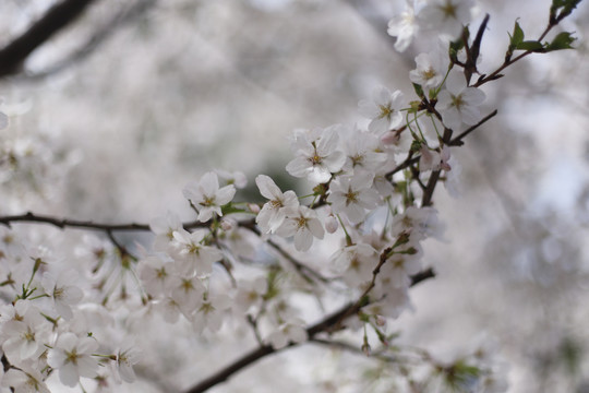 北京玉渊潭公园樱花节