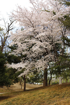 北京玉渊潭公园樱花节