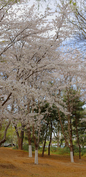 北京玉渊潭公园樱花节