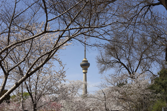 玉淵潭公園北京中央電視塔
