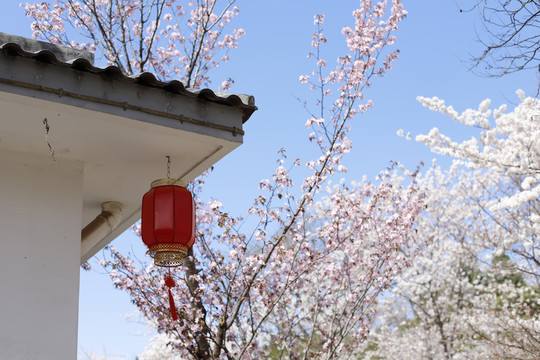 玉淵潭公園櫻花節