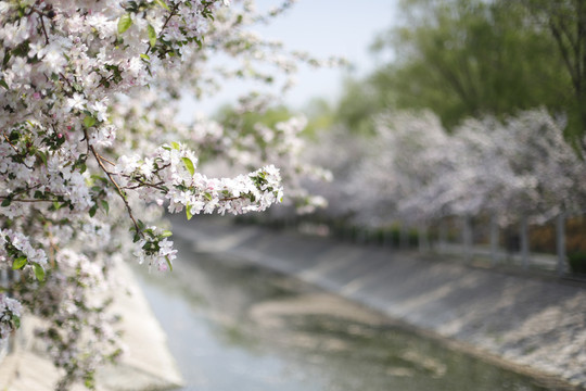 望京海棠花