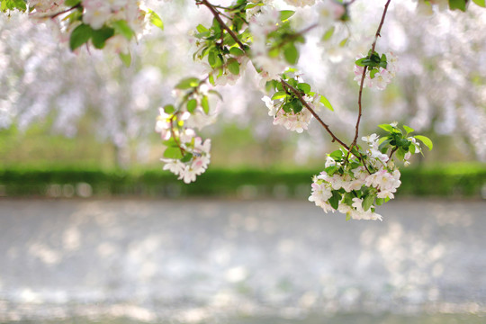 望京海棠花