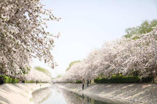 望京海棠花