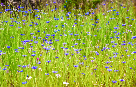 蓝花背景