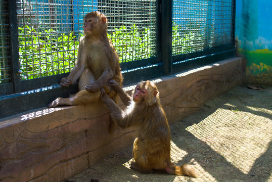 济南动物园的猴子