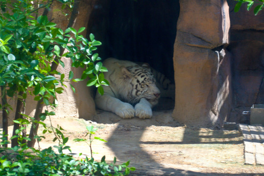 济南动物园的白色老虎