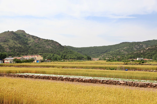 金色麦田