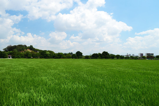 田园风光