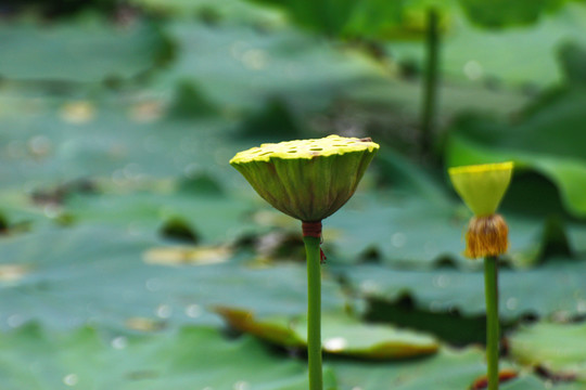 荷花