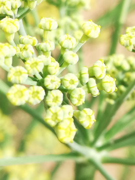 茴香花