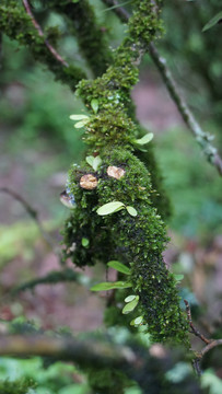 武夷岩茶苔藓