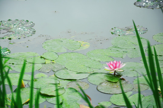 睡莲花开