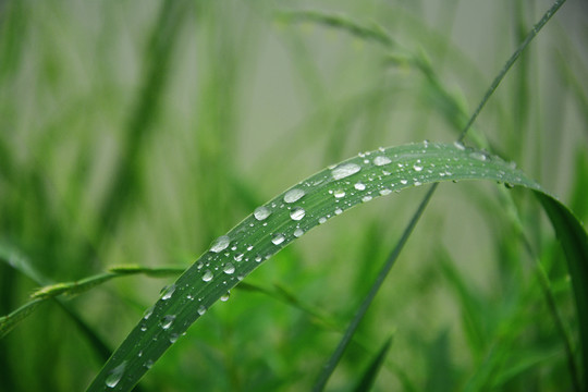 草叶上的水珠