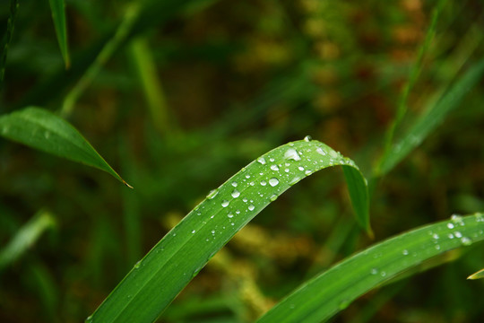 草叶上的水珠