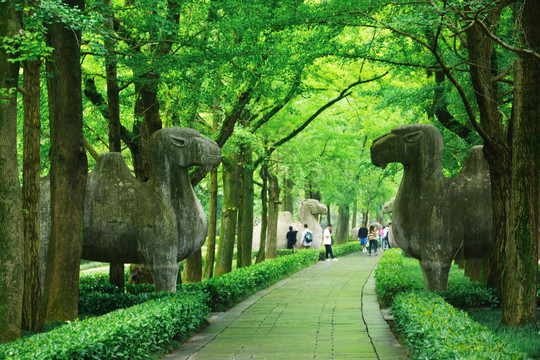 南京明孝陵石象路