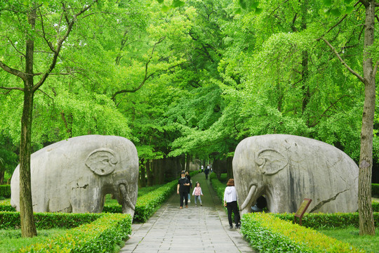 明孝陵石象路美景