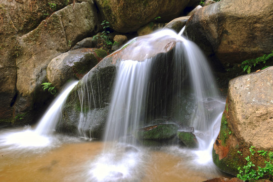 白莺山古茶园