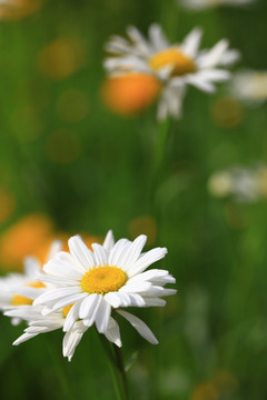 格桑花