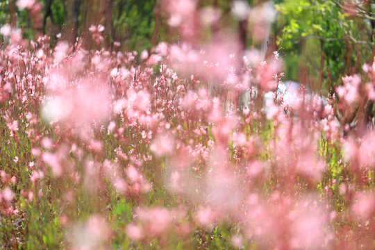 格桑花