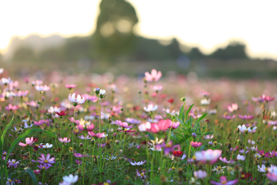 格桑花