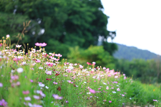 格桑花