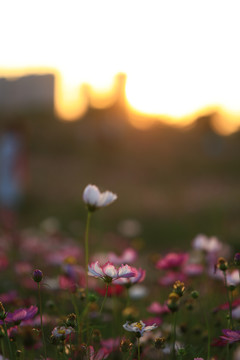 格桑花