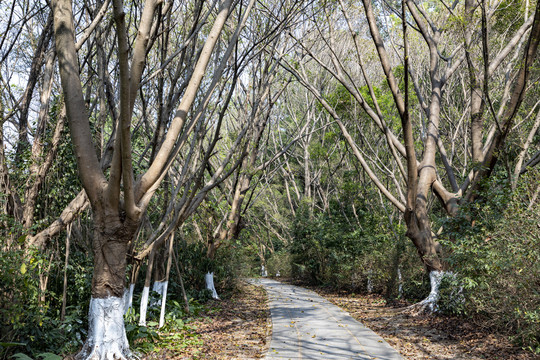 森林公园小路