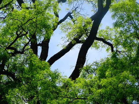 蓝天树枝