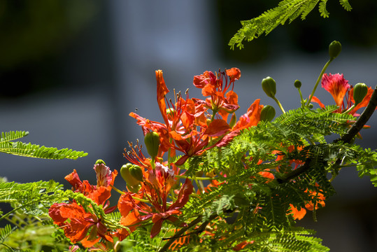 厦门市花凤凰花