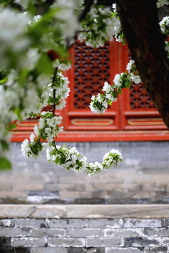 北京民俗博物館的白海棠