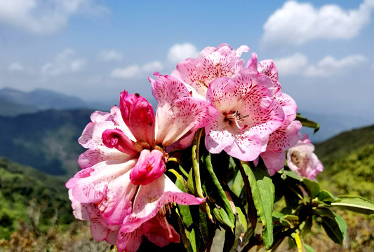 杜鹃花开