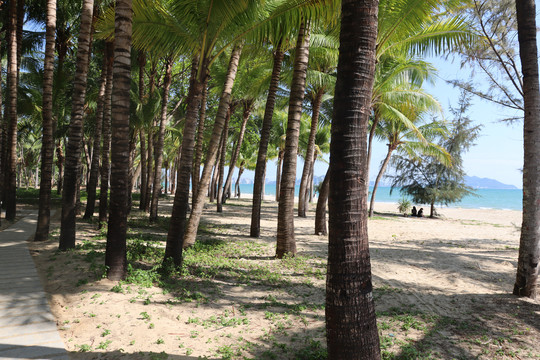 沙滩椰林