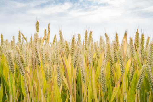 小麦麦穗成熟