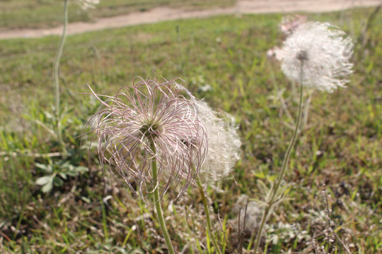 老姑花朵绒毛蒲公英中药材