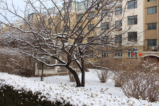 雪景下雪过后白雪覆盖小路雪中植