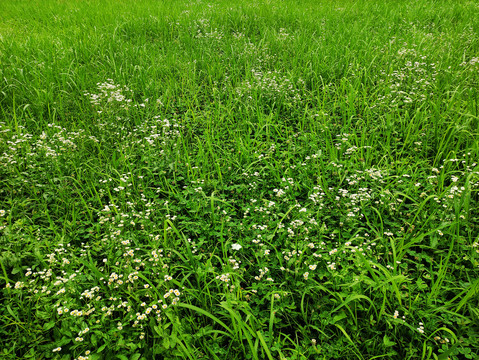 绿草茵茵背景