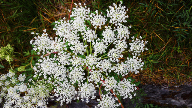 路边的野花