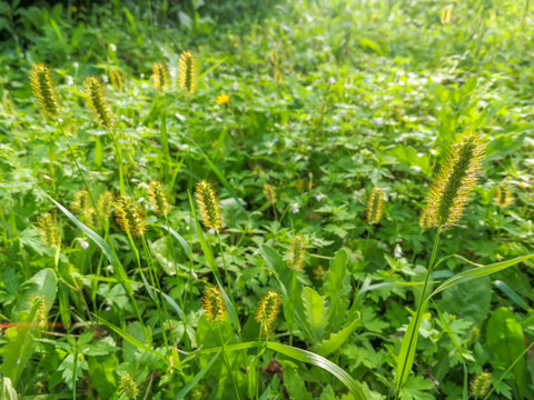 绿草地狗尾巴草