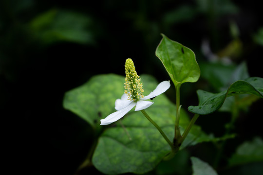 鱼腥草