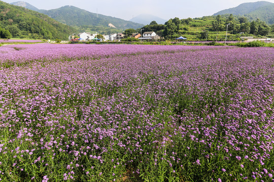 马鞭草