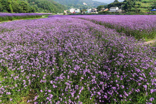 马鞭草