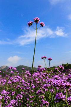 马鞭草