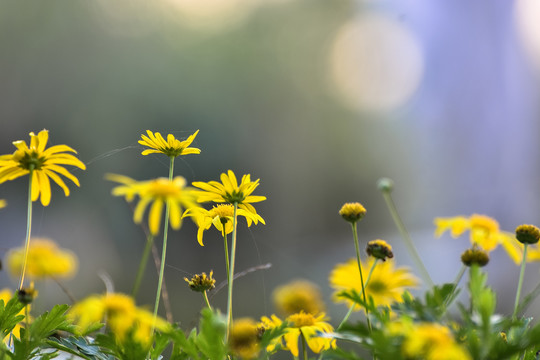 菊花背景