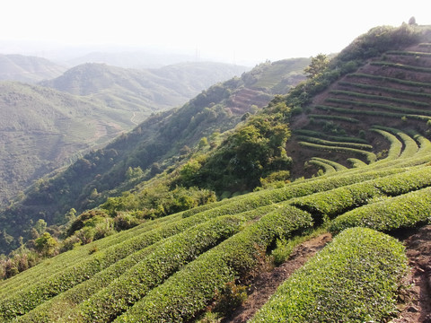 长龙茶园