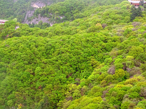 山坡森林