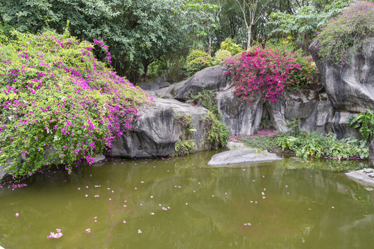 花朵深林湖泊