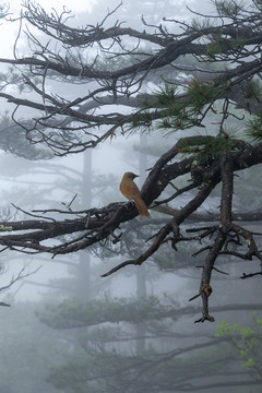 松树与鸟